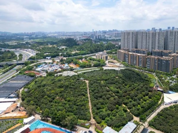 配资好评股票配资网站 全球最大荔枝“基因库”，竟藏在广州城市中心